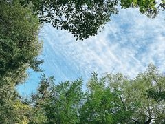 -上海共青森林公园