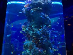 -芜湖新华联大白鲸海洋公园