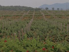 -北京张裕爱斐堡酒庄