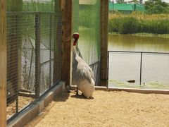 -盐城丹顶鹤湿地生态旅游区