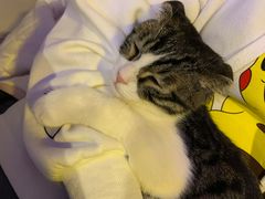 -平行世界·猫咖(首经贸店)