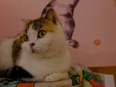 -三花喵·撸猫购宠·宠物生活馆(虹桥南丰城店)