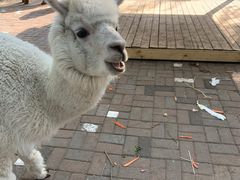 -长白岛森林公园