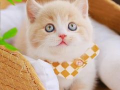 -欣宠猫屋·矮脚拿破仑·蓝金金渐层