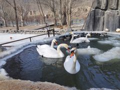 -新疆天山野生动物园
