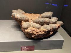 -贝林大翅鲸简餐厅(国家海洋博物馆店)