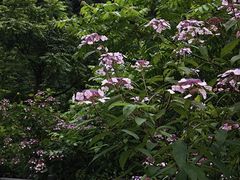 -西岭雪山大飞水景区