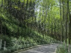 -宜兴龙背山森林公园