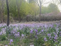 -苏家坨柳林村二月兰花海