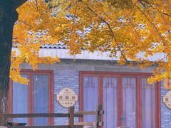 -千年银杏谷文化旅游区