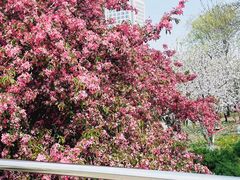 -海棠花溪(元大都城垣遗址公园)
