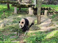 -都江堰中华大熊猫苑