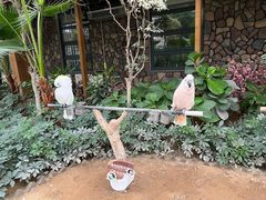 -南宫五洲植物乐园