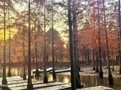 -泗洪洪泽湖湿地景区