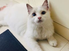 -Bastet sally猫舍购宠(静安店)