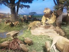 -国家自然博物馆