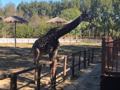 -北京野生动物园