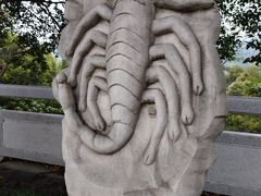 -银湖山郊野公园-相思林