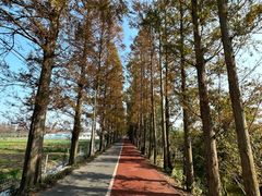 -上海长兴岛郊野公园