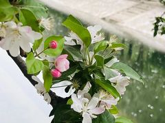 -海棠花溪(元大都城垣遗址公园)
