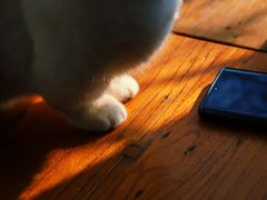 -猫小院猫主题咖啡厅(北锣店)