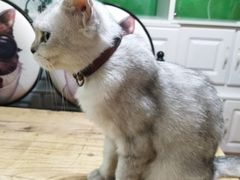 -李小姐の猫咖啡馆(五角场店)