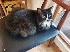 -有猫主题·治愈系猫咖(曾厝垵店)