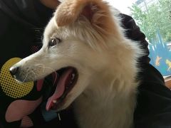 -芭比堂动物医院·犬猫全科·异宠专科(雁塔分院)
