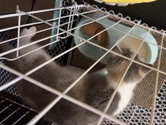 -屋虎猫馆(宝安大仟里店)
