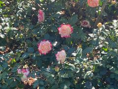 -人民公园(罗湖区)