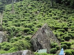-石台牯牛降景区