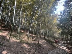 -上海佘山国家森林公园天马山园