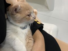 -糯米喵星人·撸猫猫舍咖啡馆(西市场嘉华店)