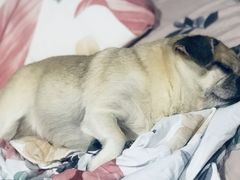 -申普宠物医院·心脏介入·心血管微创(总院)
