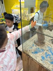 点击看大图 -神奇动物撸宠馆·羊驼·小浣熊·异宠(豫园店)