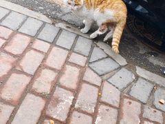 -欧奕国际动物医院