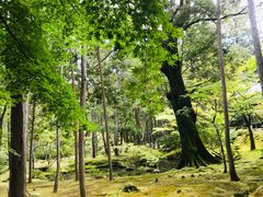 -西芳寺(苔寺)