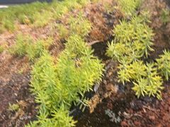 -忆江南·临江鱼馆