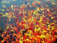 -武汉紫薇都市田园