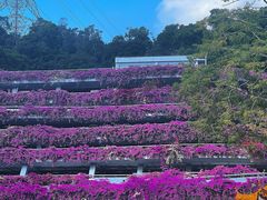 -深圳仙湖植物园