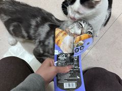 -瑞派紫金宠物医院24小时·骨科·中兽医·重症转诊中心(番禺大石院)