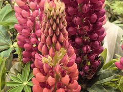 -双季花艺园艺市场(浦东店)