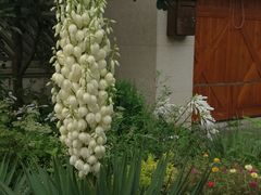 红烧鳝糊-东方太阳城淮扬餐厅(会所中餐厅店)