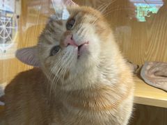 -平行世界·猫咖(首经贸店)