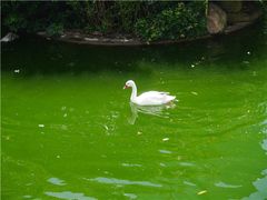 -香港皇家太平洋酒店