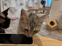 -楼上猫咖(罗湖店)