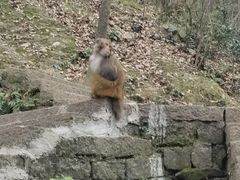 -黔灵山公园