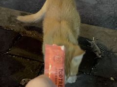 -先鲜鲫鱼粥