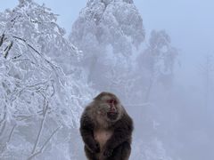 -峨眉山风景名胜区