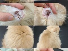 -悠尼宠物·独立低压伊珊娜洗护·美容·寄养(兰谷路店)